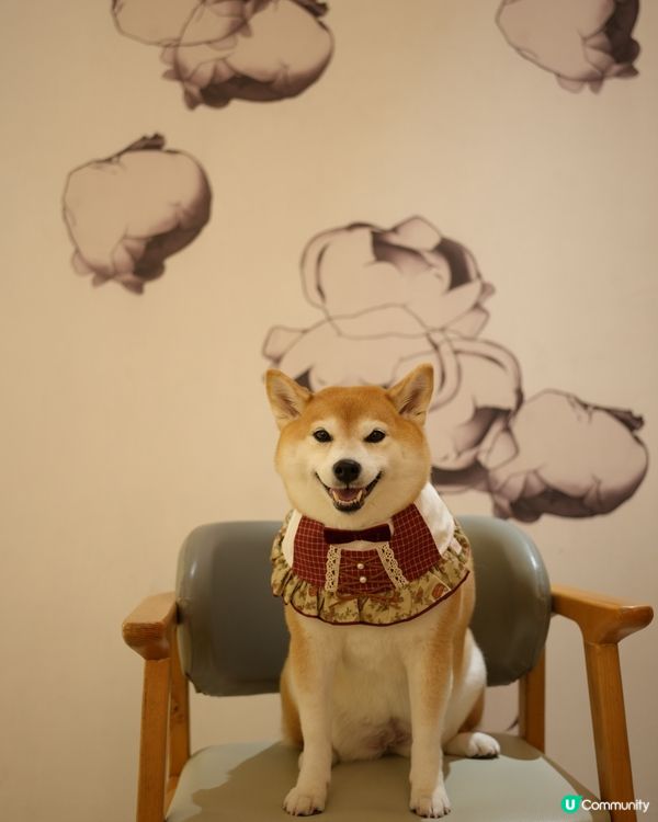 🧺帶毛孩去Dogcation🏨