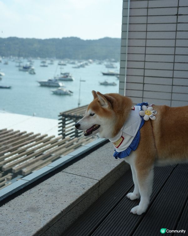 🧺帶毛孩去Dogcation🏨