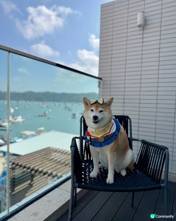 🧺帶毛孩去Dogcation🏨