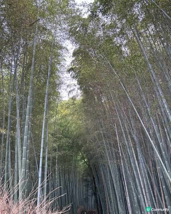 京都嵐山小火車