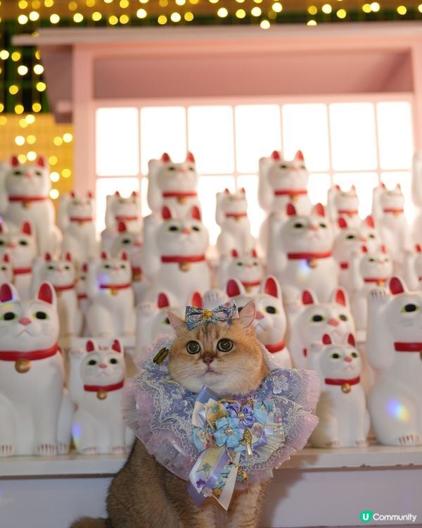 寵物夜景好去處💚上水廣場