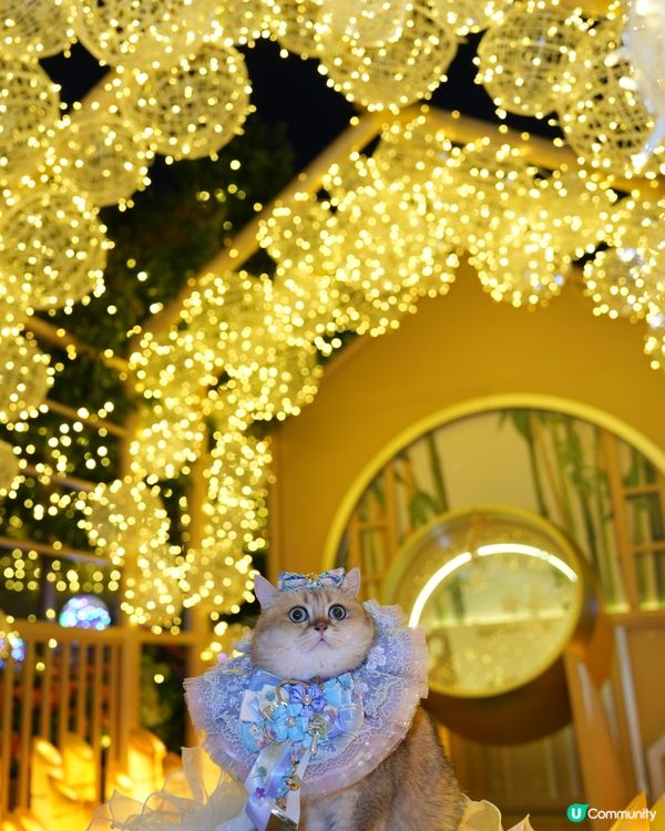 寵物夜景好去處💚上水廣場