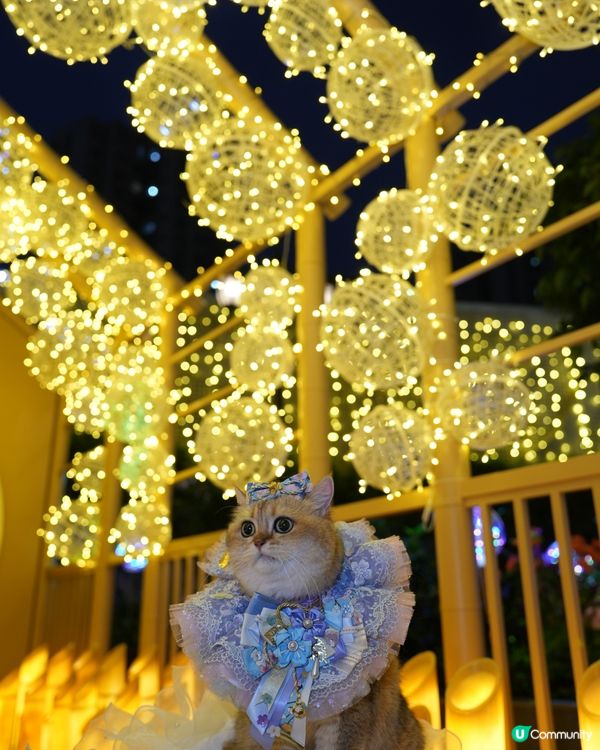 寵物夜景好去處💚上水廣場