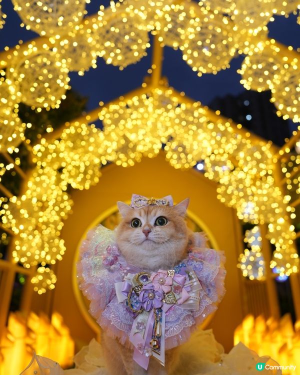 寵物夜景好去處💚上水廣場