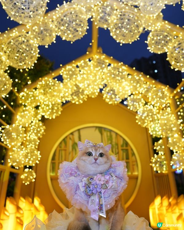 寵物夜景好去處💚上水廣場