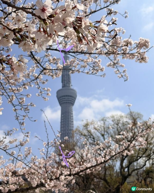 櫻花裏的 sky tree