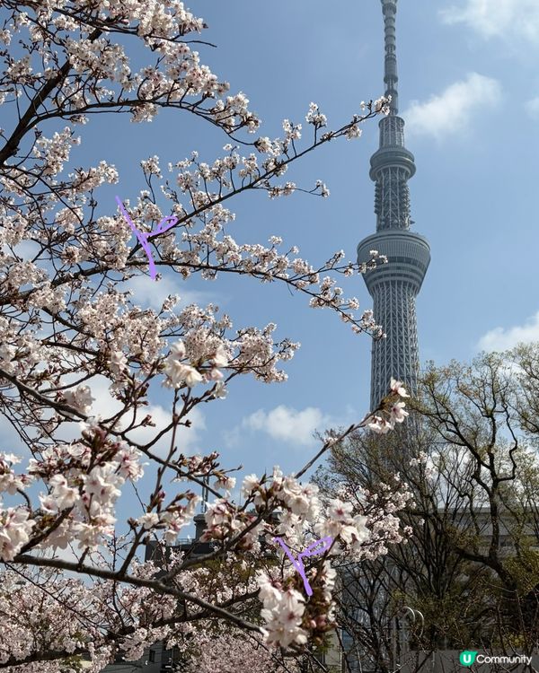 櫻花裏的 sky tree