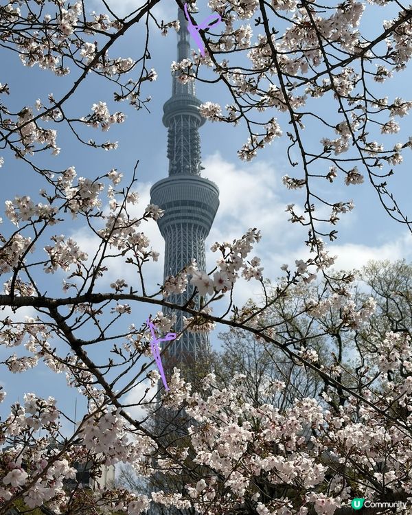 櫻花裏的 sky tree