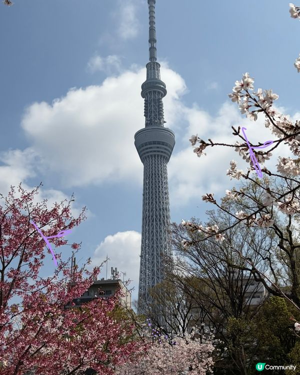櫻花裏的 sky tree