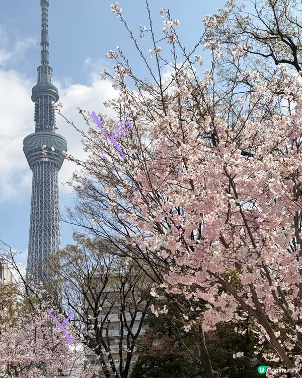 櫻花裏的 sky tree