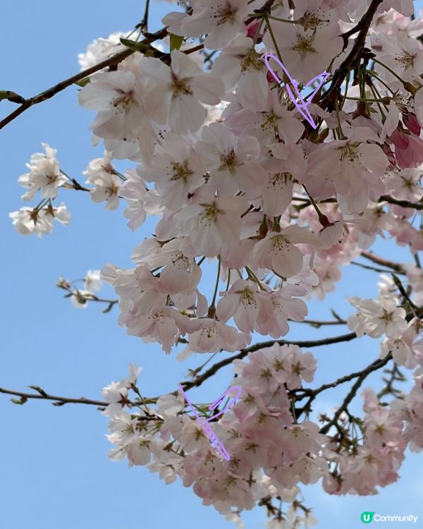 櫻花裏的 sky tree