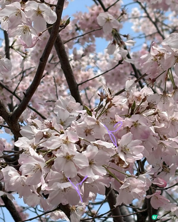 櫻花裏的 sky tree