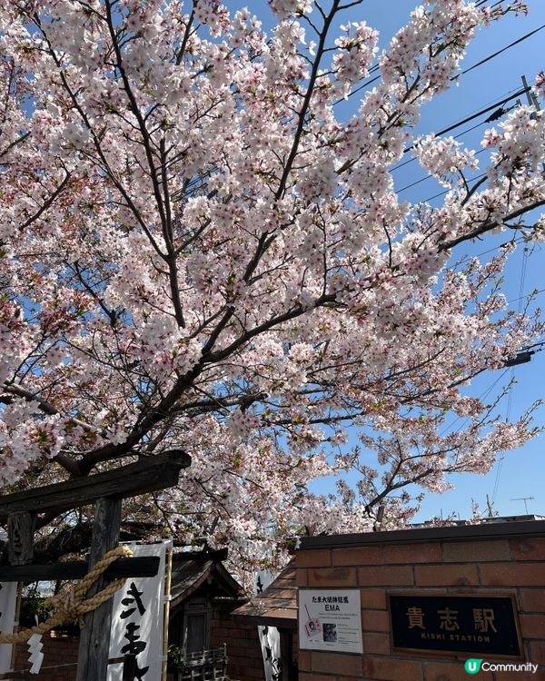 和歌山賞櫻好去處