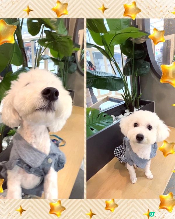 觀塘寵物友善西餐餐廳🥐