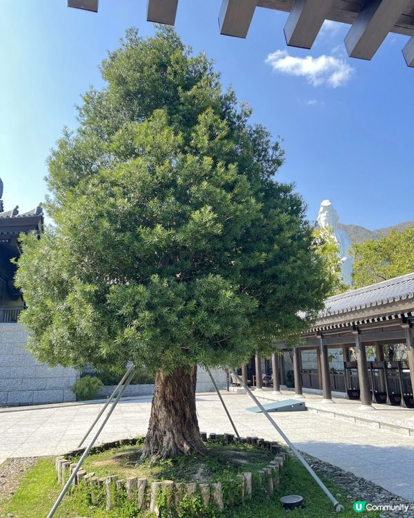 🌿走進寧靜｜慈山寺半日心靈充電之旅🕊️