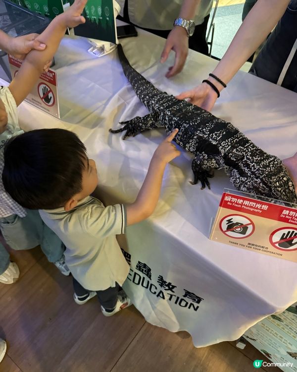 九龍灣免費玩攤位 體驗🐍🐢🦎