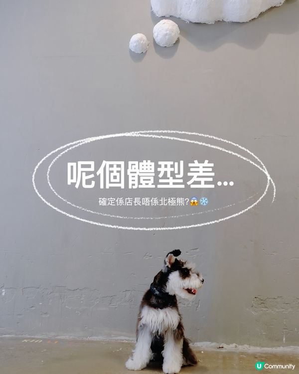 銅鑼灣尋寶 鬧市小巷隱世寵物友善Cafe 巧遇巨型棉花糖店長