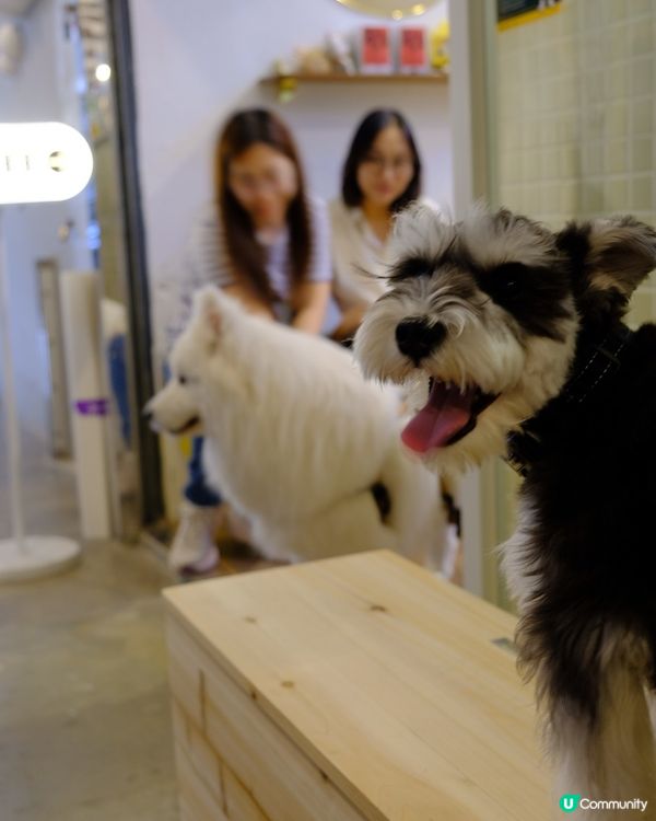 銅鑼灣尋寶 鬧市小巷隱世寵物友善Cafe 巧遇巨型棉花糖店長