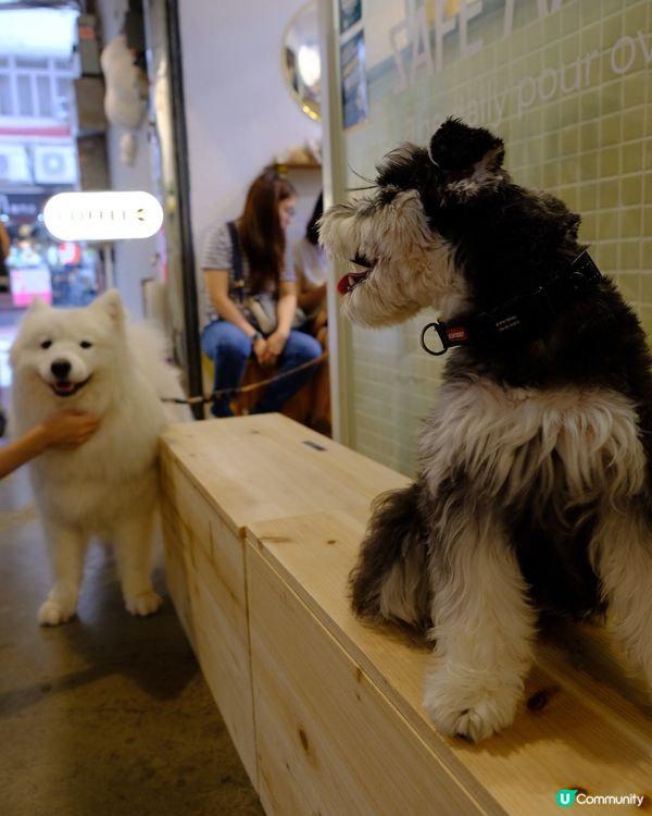 銅鑼灣尋寶 鬧市小巷隱世寵物友善Cafe 巧遇巨型棉花糖店長