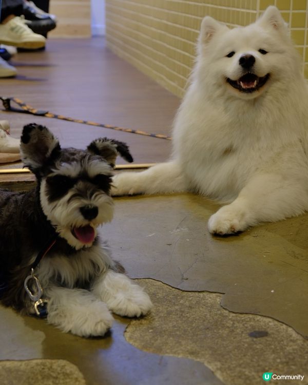 銅鑼灣尋寶 鬧市小巷隱世寵物友善Cafe 巧遇巨型棉花糖店長