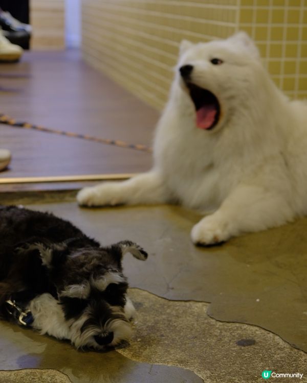 銅鑼灣尋寶 鬧市小巷隱世寵物友善Cafe 巧遇巨型棉花糖店長