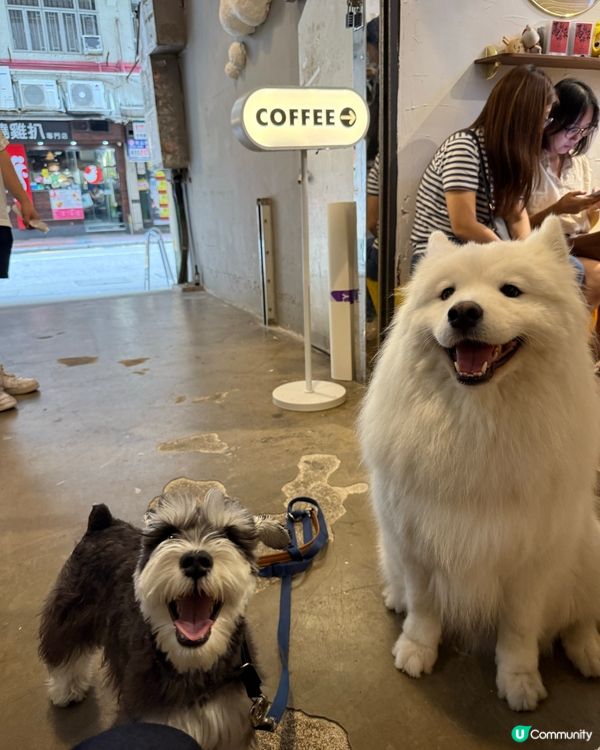 銅鑼灣尋寶 鬧市小巷隱世寵物友善Cafe 巧遇巨型棉花糖店長