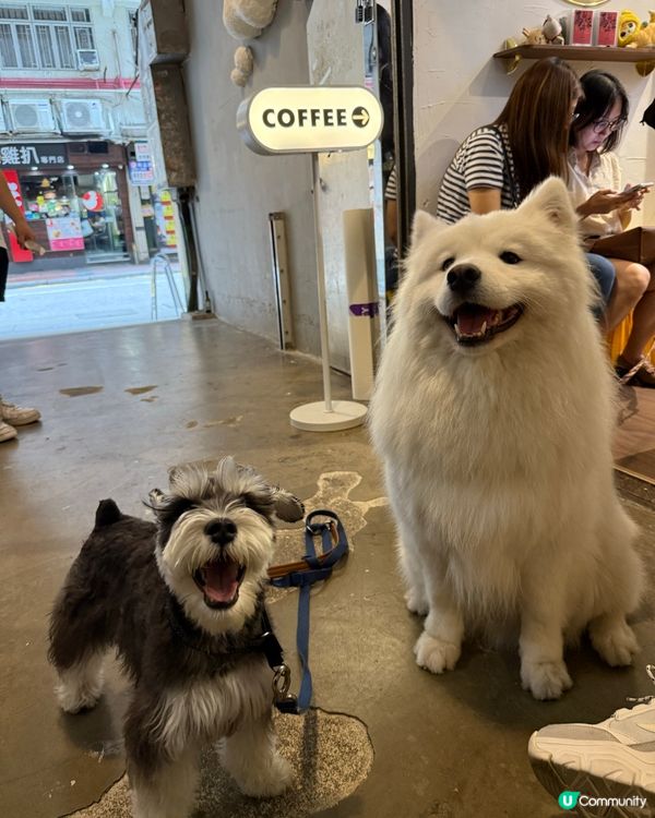 銅鑼灣尋寶 鬧市小巷隱世寵物友善Cafe 巧遇巨型棉花糖店長