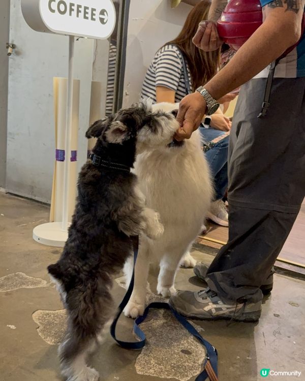 銅鑼灣尋寶 鬧市小巷隱世寵物友善Cafe 巧遇巨型棉花糖店長