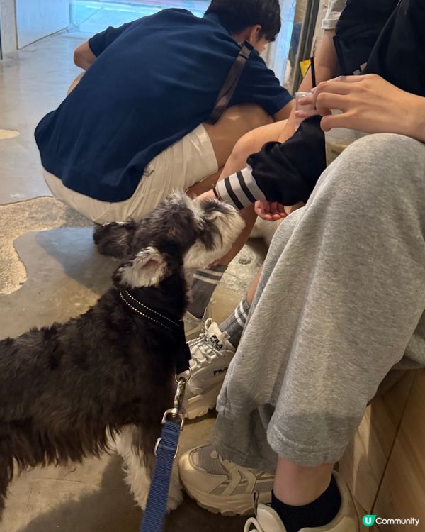 銅鑼灣尋寶 鬧市小巷隱世寵物友善Cafe 巧遇巨型棉花糖店長