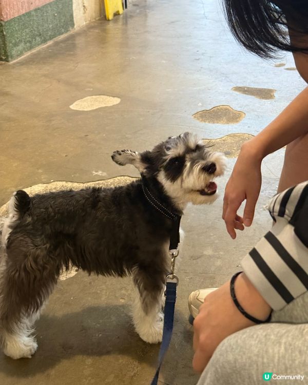 銅鑼灣尋寶 鬧市小巷隱世寵物友善Cafe 巧遇巨型棉花糖店長