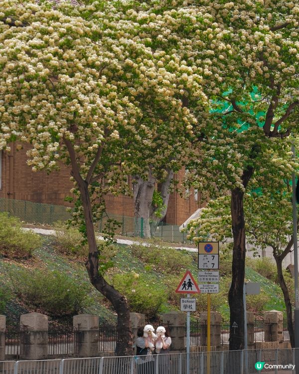 🌸 魚木花，靚到飛起！😍
