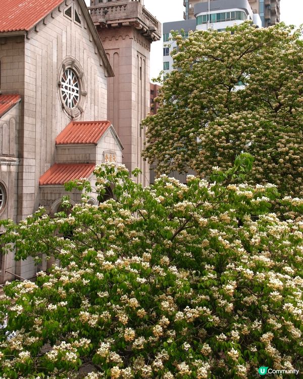 🌸 魚木花，靚到飛起！😍