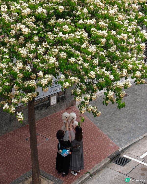 🌸 魚木花，靚到飛起！😍