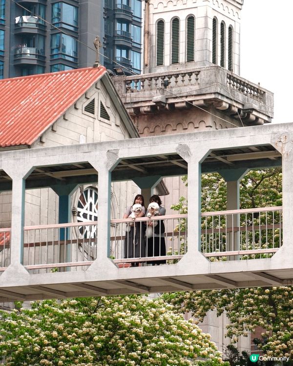 🌸 魚木花，靚到飛起！😍