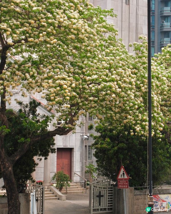 🌸 魚木花，靚到飛起！😍