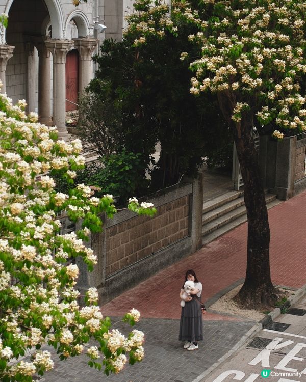 🌸 魚木花，靚到飛起！😍