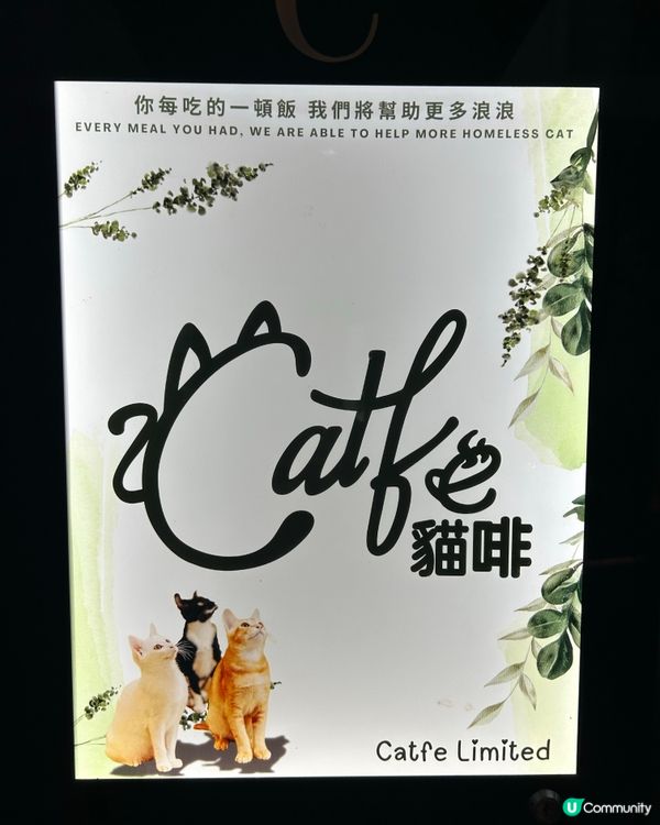 貓奴天堂！旺角$38起見貓俠 🐈💖