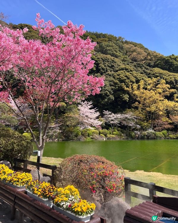 系島❤️賞櫻🌸