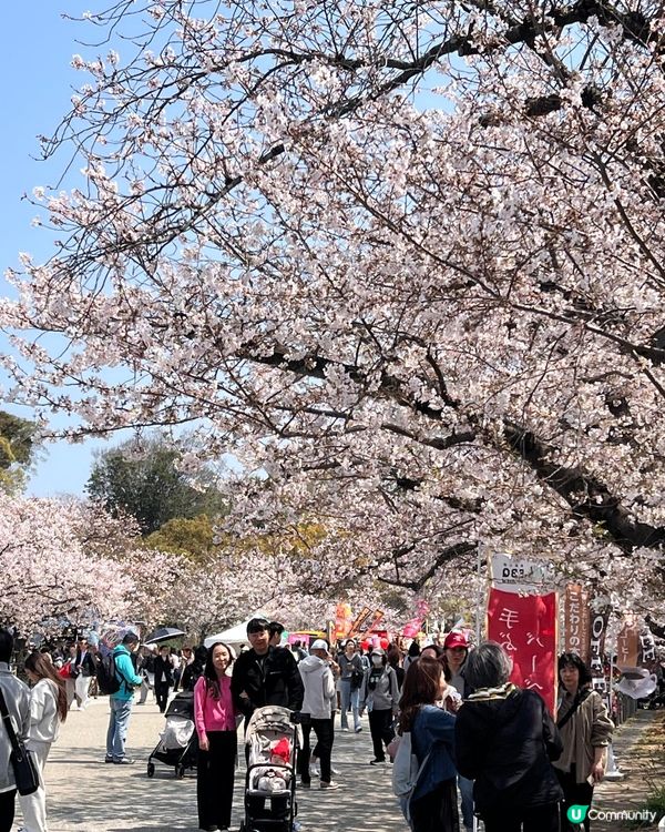 系島❤️賞櫻🌸
