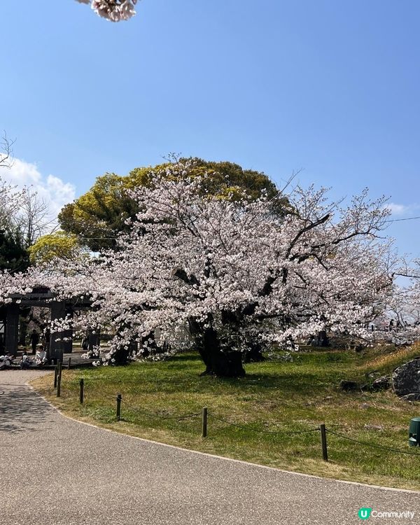 系島❤️賞櫻🌸