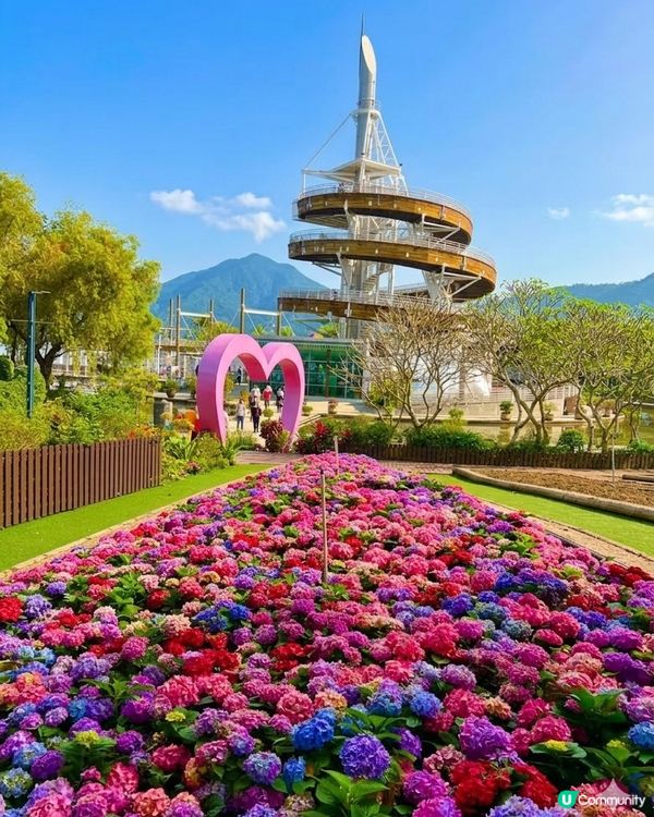 春季賞花熱點-大埔海濱公園