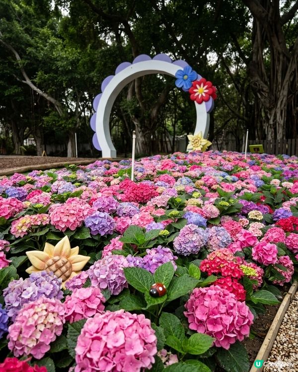 春季賞花熱點-大埔海濱公園
