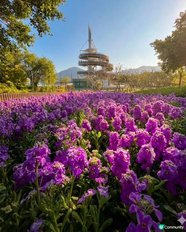 春季賞花熱點-大埔海濱公園