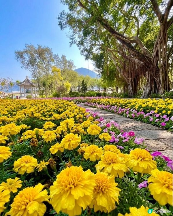 春季賞花熱點-大埔海濱公園