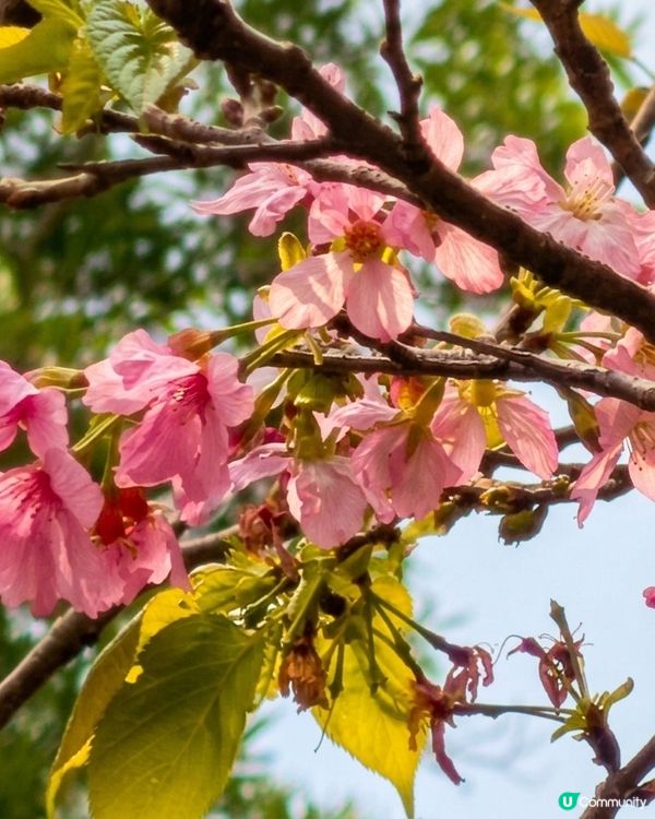 春季賞花熱點-大埔海濱公園