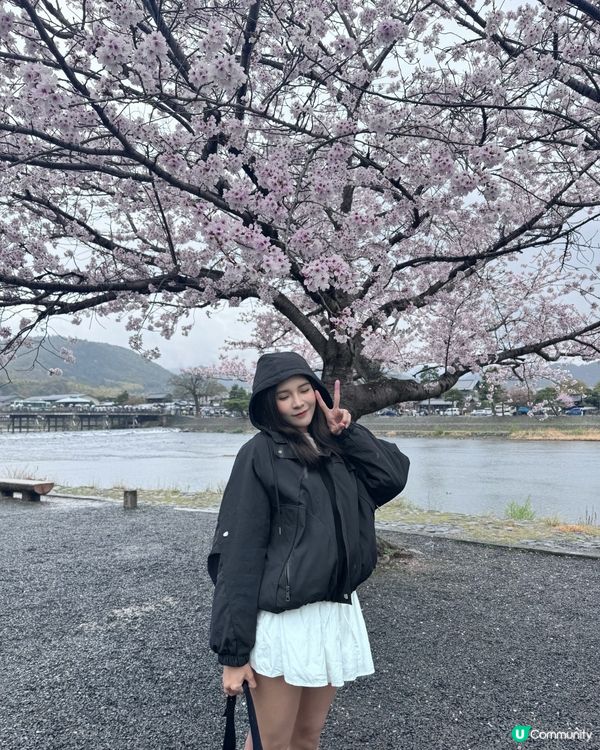 日本🇯🇵最好拍攝Sakura 位置