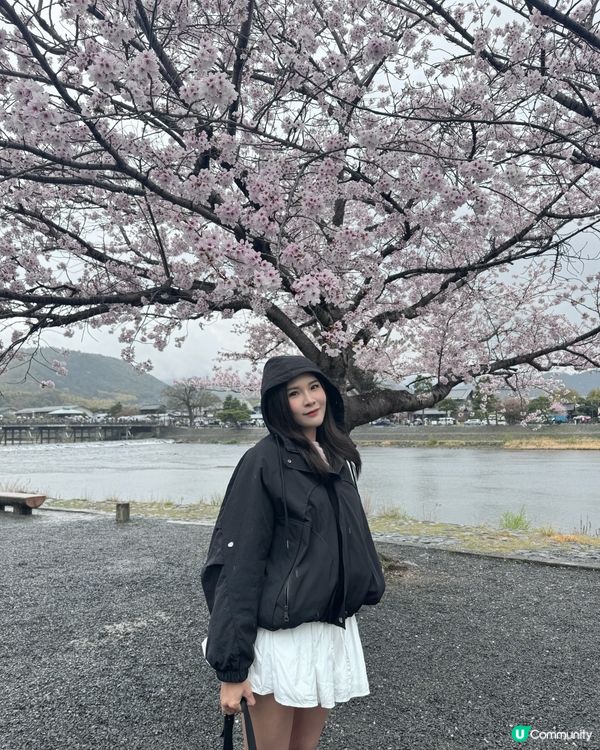 日本🇯🇵最好拍攝Sakura 位置
