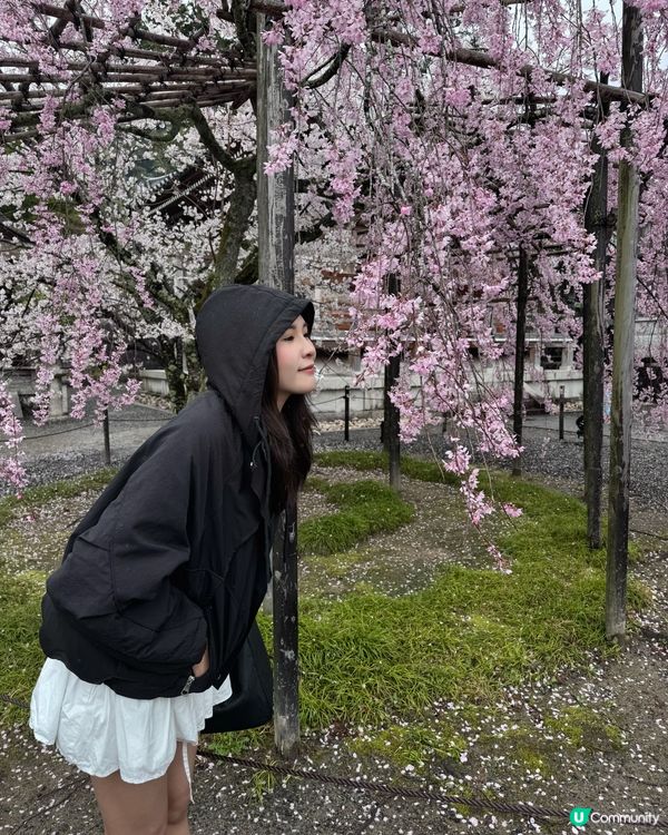 日本🇯🇵最好拍攝Sakura 位置