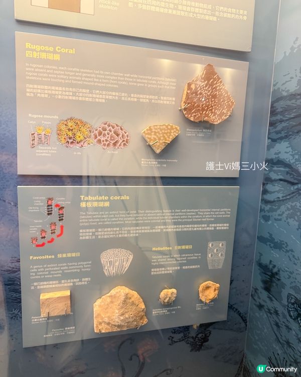 別再只去波波池！這個免費的恐龍與寶石天堂，錯過會後悔！