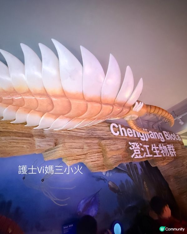 別再只去波波池！這個免費的恐龍與寶石天堂，錯過會後悔！